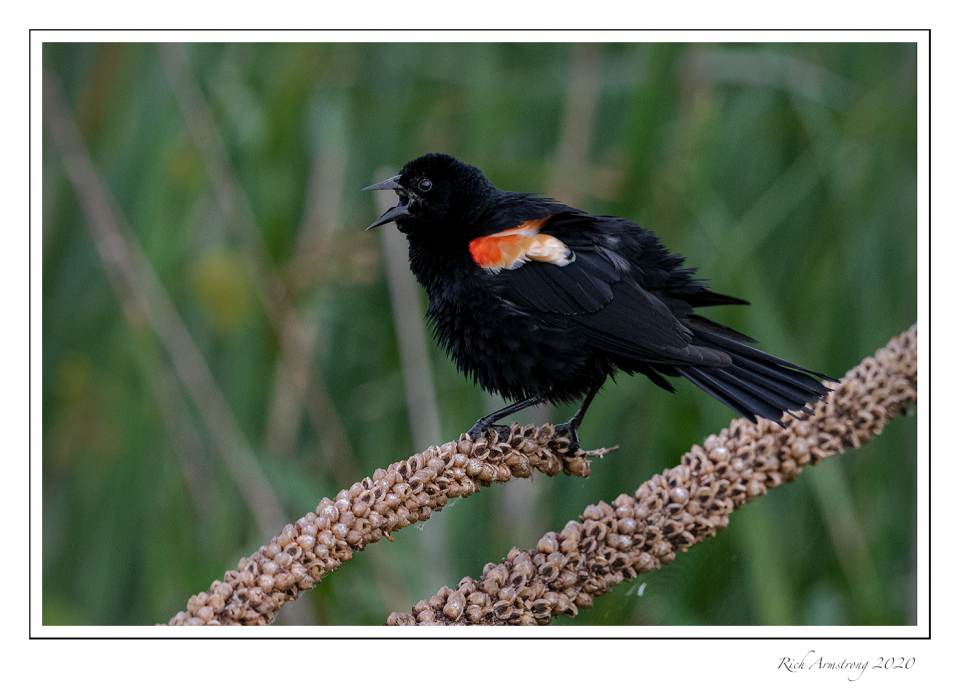 Red-winged black bird 1.jpg